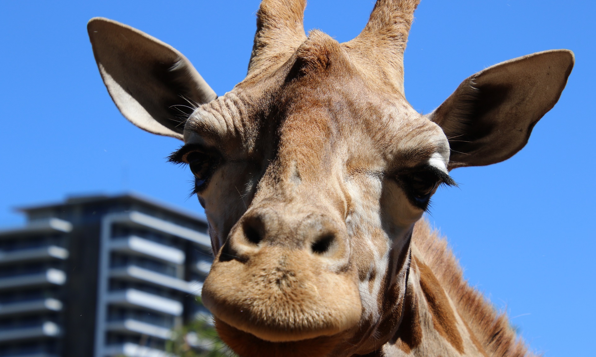 Perth Zoo Awaiting a Giraffe Calf | Perth Zoo